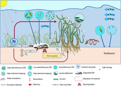 Frontiers | A Review of Factors Influencing the Seagrass-Sea Cucumber